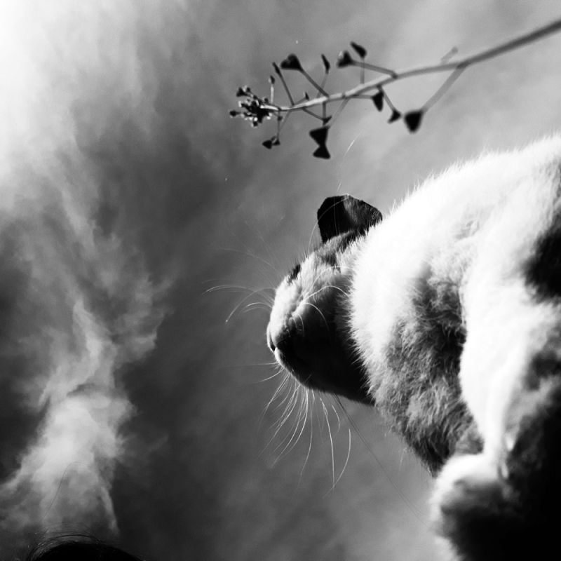 Carnivore, Black-and-white, Cloud, Sky, Sunlight, Style, Monochrome, Monochrome Photography